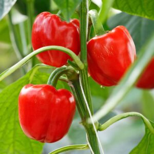 Bell Peppers