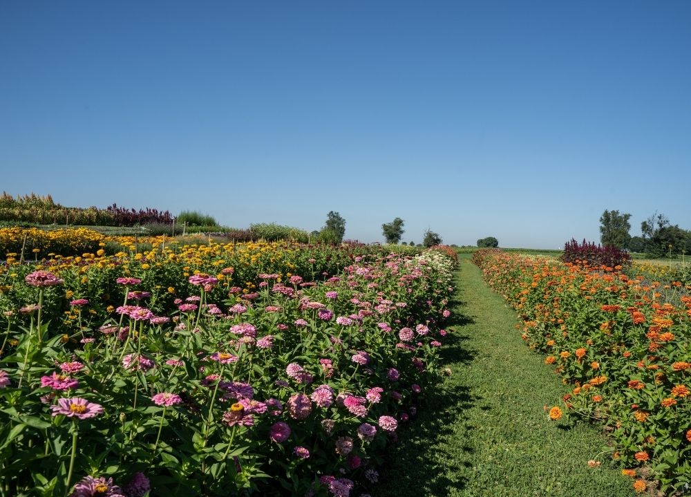 Fresh cut flower garden Flower garden for fresh cut flowers