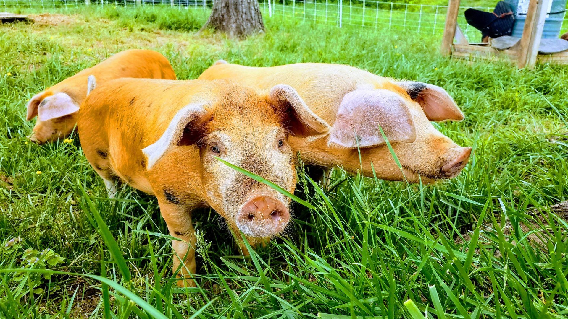 Pigs on pasture Pigs on pasture