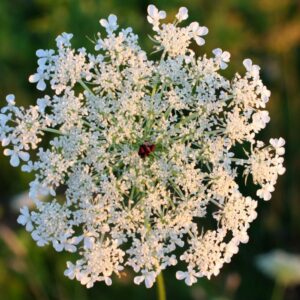 Queen Anne’s Lace