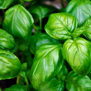 Veggies - Basil