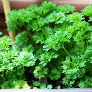 Veggies - Parsley