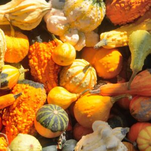 Veggies - Winter Squash