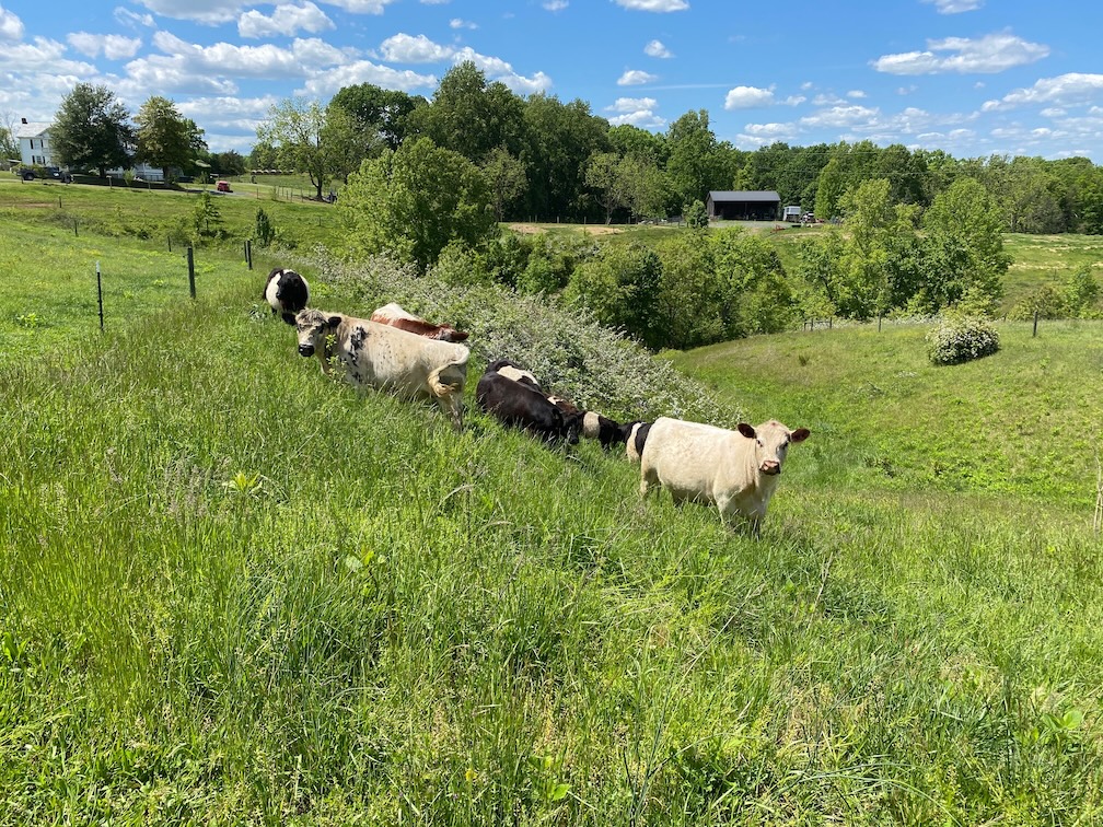 cattle-in-pasture grass fed beef raised on pasture