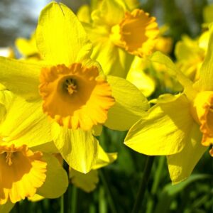 Daffodils
