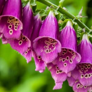 Foxglove