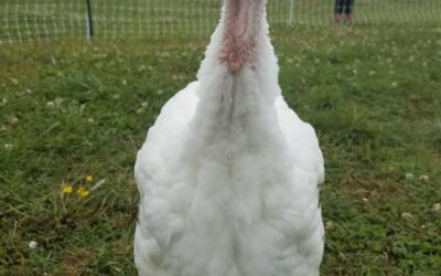 Welcome to the Farm!