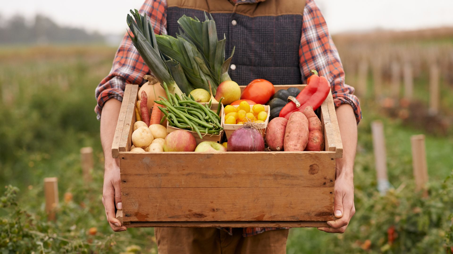 veggie box 2 Fresh vegetables for local CSA box